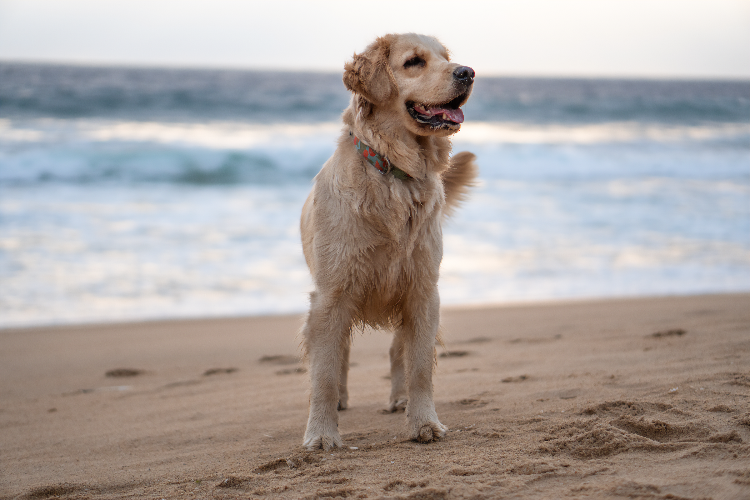 happy golden retriever on the beach