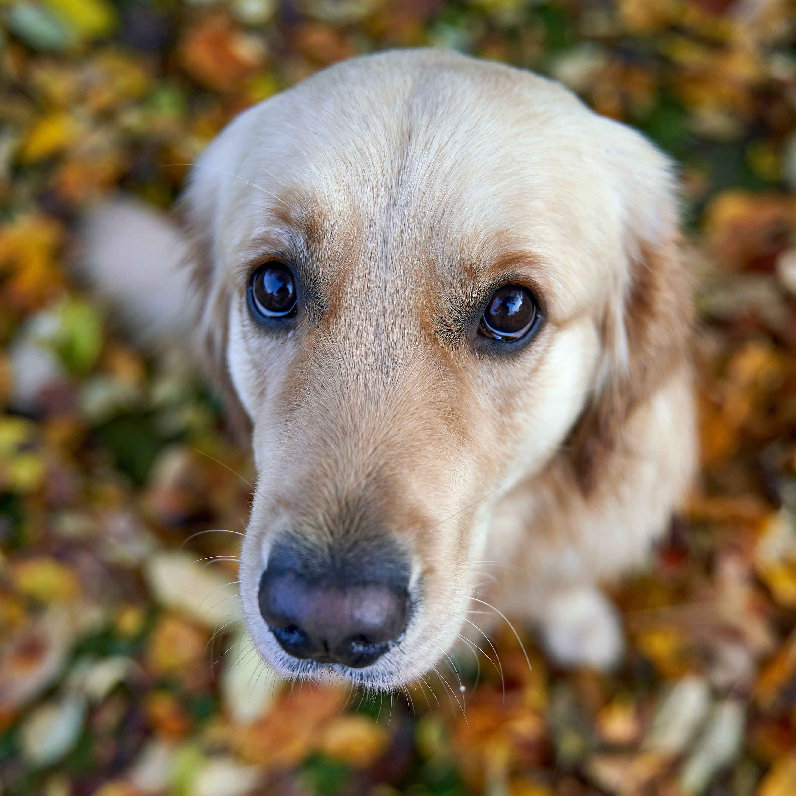 sad golden retriever