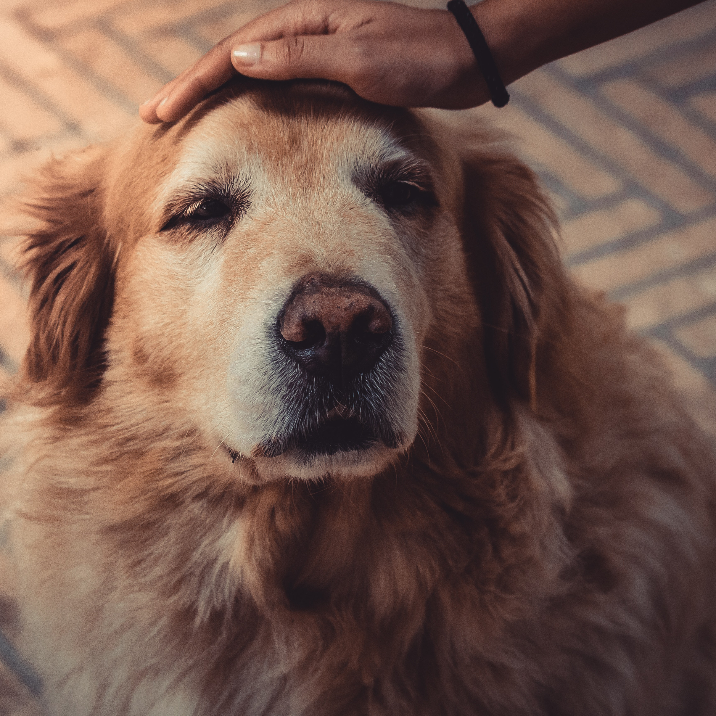 old golden retriever getting pet